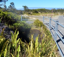 Steam vents